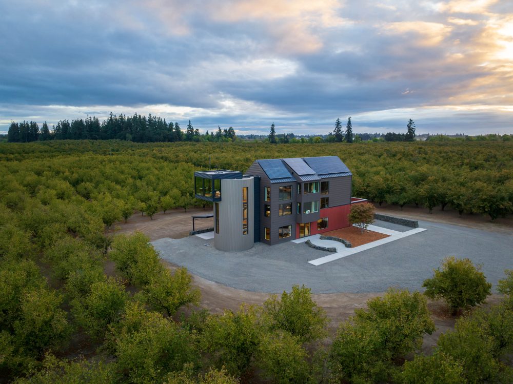 Hazelnut Orchard 3